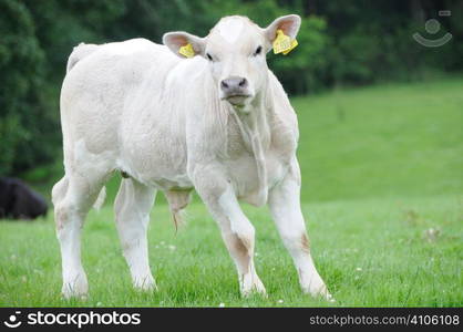 Young calf