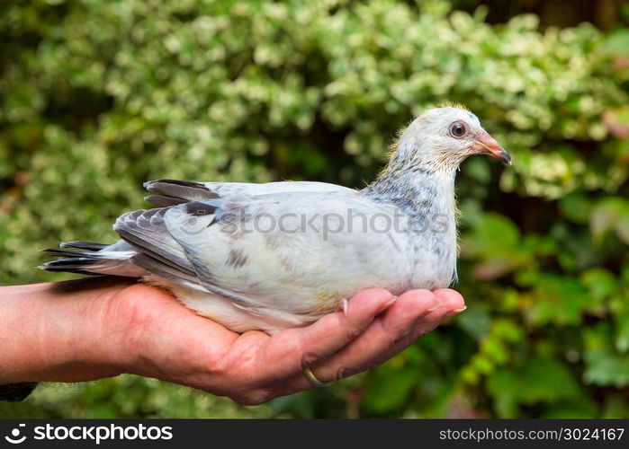 Young carrier pigeon sitting on male hand outdoors