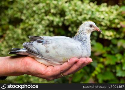Young carrier pigeon sitting on male hand outdoors