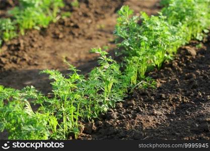 Young carrot plants growing in the soil