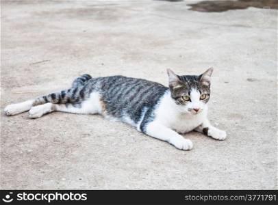 Young cat laying relax in home field