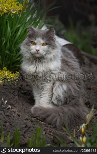 Young cat on a beautiful spring day. Spring or summer photo. Young cat enjoys spring in the garden outdoor. Emotional spring cat portrait.