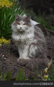 Young cat on a beautiful spring day. Spring or summer photo. Young cat enjoys spring in the garden outdoor. Emotional spring cat portrait.