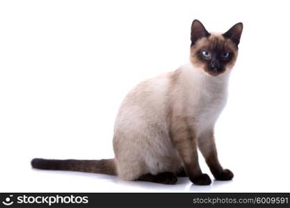young cat on a white background