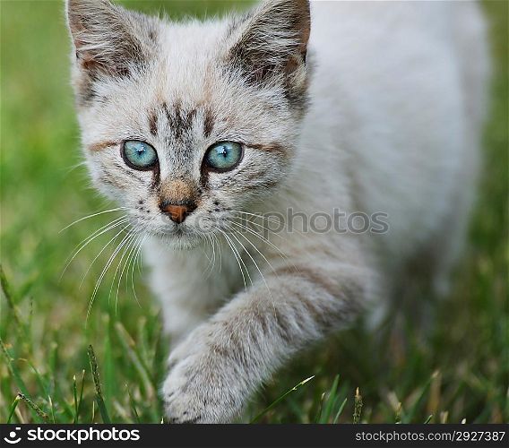 Young Cat Walking On Grass,Close Up