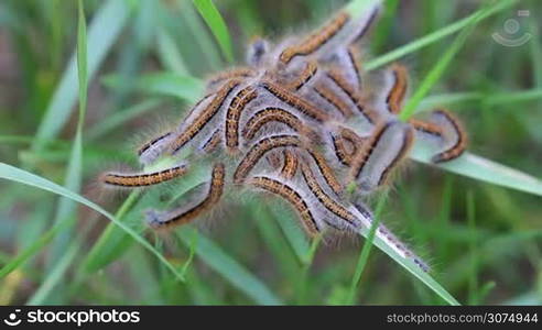 Young caterpillars in the nest (Lymantria dispar)