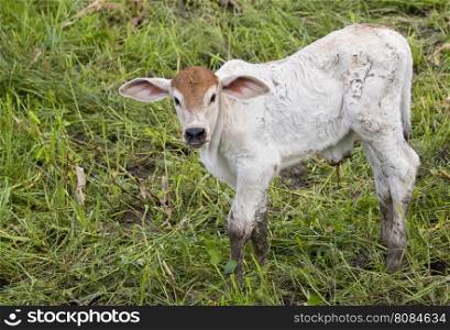 Young cattle standing staring on nature background.