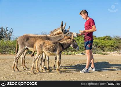 Young caucasian man feeds group of wild donkeys on Bonaire