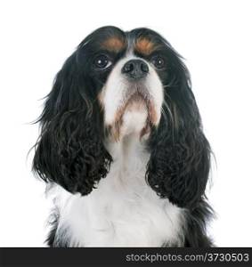young cavalier king charles in front of white background
