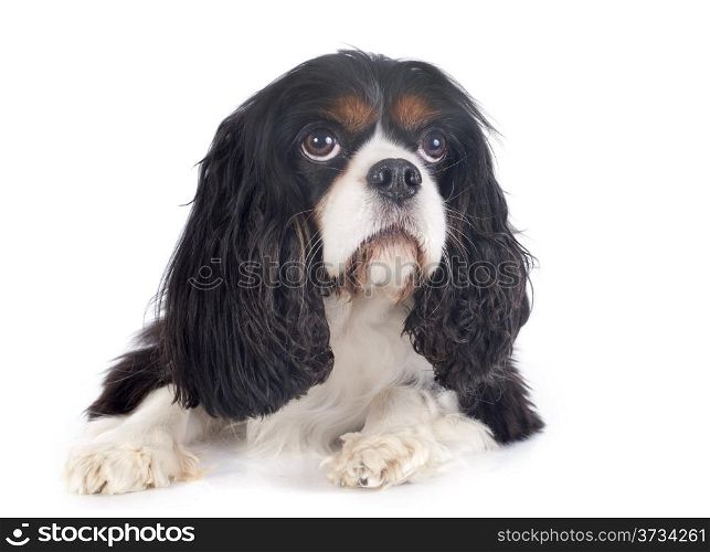 young cavalier king charles in front of white background