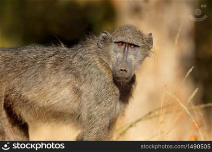 Young chacma baboon (Papio ursinus), Kruger National Park, South Africa