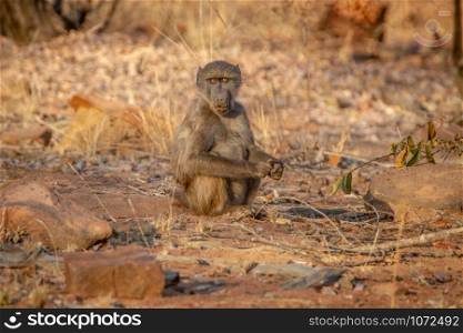 Young Chacma baboon sitting and looking around in the Welgevonden game reserve, South Africa.