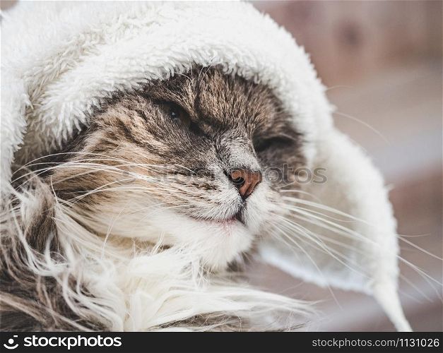 Young, charming kitty in a white wool hat. Close-up, isolated background. Studio photo. Concept of care, education, training and raising of animals. Young kitty in a white wool hat