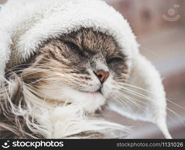 Young, charming kitty in a white wool hat. Close-up, isolated background. Studio photo. Concept of care, education, training and raising of animals. Young kitty in a white wool hat