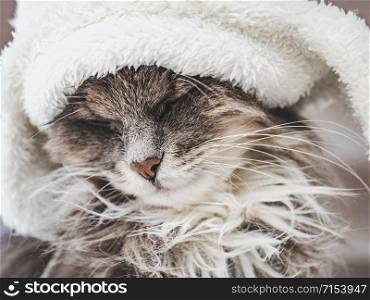 Young, charming kitty in a white wool hat. Close-up, isolated background. Studio photo. Concept of care, education, training and raising of animals. Young kitty in a white wool hat