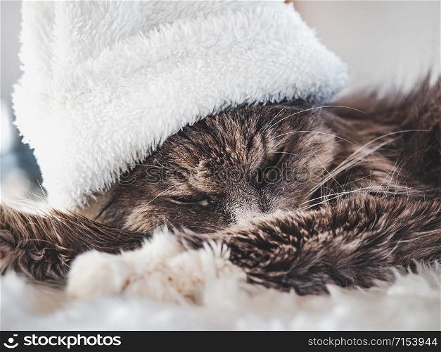 Young, charming kitty in a white wool hat lying on a windowsill on a sunny, spring morning. Close-up, isolated background. Studio photo. Concept of care, education, training and raising of animals. Young kitty in a white wool hat
