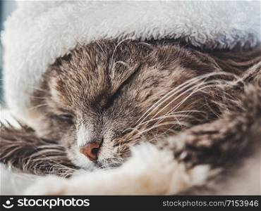 Young, charming kitty in a white wool hat lying on a windowsill on a sunny, spring morning. Close-up, isolated background. Studio photo. Concept of care, education, training and raising of animals. Young kitty in a white wool hat