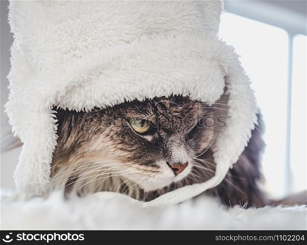 Young, charming kitty in a white wool hat sitting on a windowsill on a sunny, spring morning. Close-up, isolated background. Studio photo. Concept of care, education, training and raising of animals. Young kitty in a white wool hat