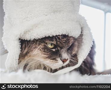 Young, charming kitty in a white wool hat sitting on a windowsill on a sunny, spring morning. Close-up, isolated background. Studio photo. Concept of care, education, training and raising of animals. Young kitty in a white wool hat