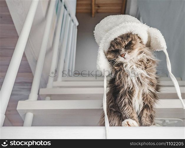 Young, charming kitty in a white wool hat sitting on step on a sunny, spring morning. Close-up, isolated background. Studio photo. Concept of care, education, training and raising of animals. Young kitty in a white wool hat