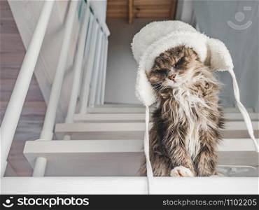 Young, charming kitty in a white wool hat sitting on step on a sunny, spring morning. Close-up, isolated background. Studio photo. Concept of care, education, training and raising of animals. Young kitty in a white wool hat