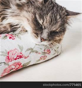 Young, charming kitty, lying on a white pillow. Close-up, isolated background. Studio photo. Concept of care, education, training and raising of animals. Charming kitty, lying on a white pillow