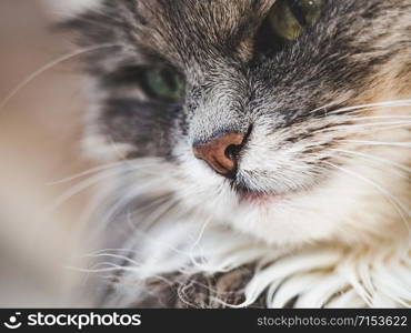 Young, charming kitty lying on a windowsill on a sunny, spring morning. Close-up, isolated background. Studio photo. Concept of care, education, training and raising of animals. Young kitty lying on a window sill
