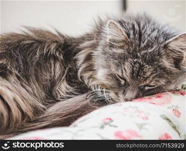 Young, charming kitty lying on a windowsill on a sunny, spring morning. Close-up, isolated background. Studio photo. Concept of care, education, training and raising of animals. Young kitty lying on a window sill