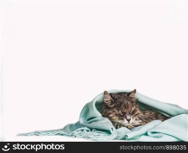 Young, charming kitty, wrapped up in a scarf. Close-up, isolated background. Studio photo. Studio photo. Concept of care, education, obedience training and raising of pets. Charming kitty, wrapped up in a scarf