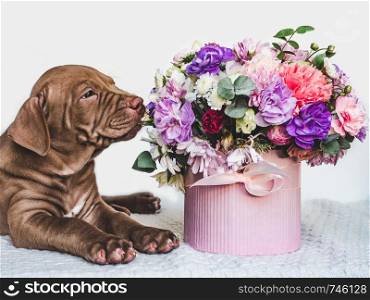 Young, charming puppy and a bouquet of fresh, bright flowers in a vintage vase. Close-up, isolated background. Studio photo. Concept of care, education, training and raising of animals. Charming puppy and a bouquet of fresh flowers
