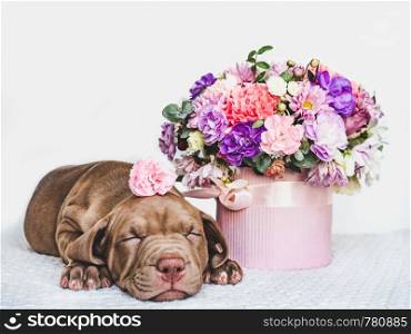 Young, charming puppy and a bouquet of fresh, bright flowers in a vintage vase. Close-up, isolated background. Studio photo. Concept of care, education, training and raising of animals. Charming puppy and a bouquet of fresh flowers