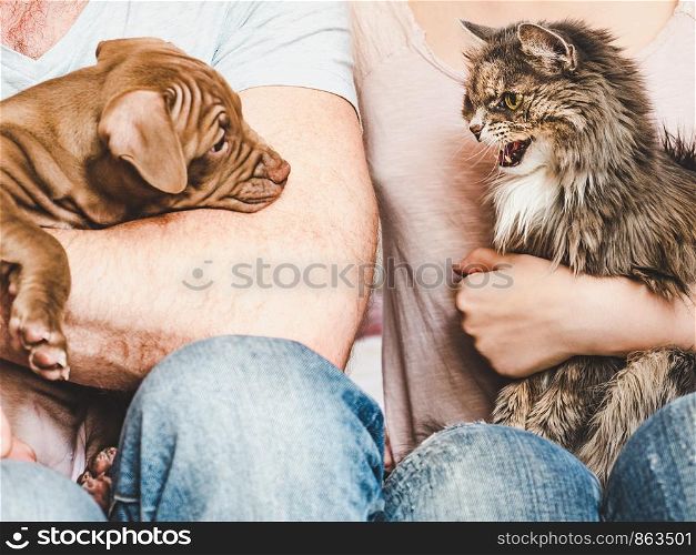 Young, charming puppy and cute cat on the lap of their owners. Close-up, white isolated background. Studio photo. Concept of care, education, training and raising of animals. Young, charming puppy and cute cat. Close-up