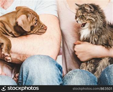 Young, charming puppy and cute cat on the lap of their owners. Close-up, white isolated background. Studio photo. Concept of care, education, training and raising of animals. Young, charming puppy and cute cat. Close-up