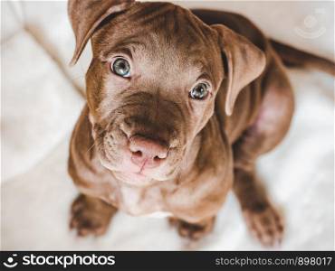 Young, charming puppy. Close-up, view from above, white background. Studio photo. Concept of care, education, obedience training and raising of pets. Young, charming puppy. Studio photo. Pets care