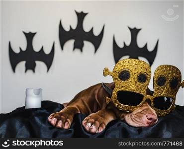 Young, charming puppy, lying on a black bedspread. Preparing for Halloween. Close-up, isolated background. Studio photo. Concept of care, education, training and raising of animals. Charming puppy, lying on a black rug
