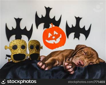 Young, charming puppy, lying on a black bedspread. Preparing for Halloween. Close-up, isolated background. Studio photo. Concept of care, education, training and raising of animals. Charming puppy, lying on a black rug
