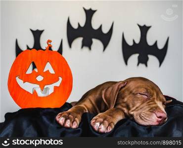Young, charming puppy, lying on a black bedspread. Preparing for Halloween. Close-up, isolated background. Studio photo. Concept of care, education, obedience training and raising of pets. Charming puppy, lying on a black rug