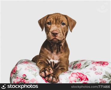 Young, charming puppy, lying on a white pillow. Close-up, isolated background. Studio photo. Concept of care, education, training and raising of animals. Charming puppy, lying on a white pillow