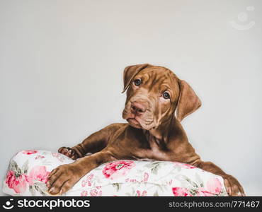 Young, charming puppy, lying on a white pillow. Close-up, isolated background. Studio photo. Concept of care, education, training and raising of animals. Charming puppy, lying on a white pillow