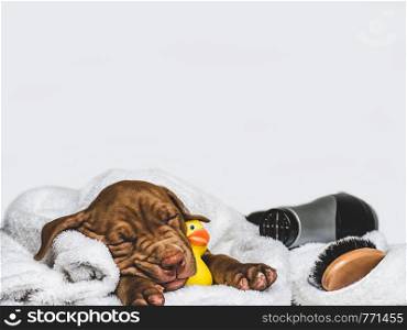 Young, charming puppy, lying on a white rug and yellow, rubber duck. Close-up, isolated background. Studio photo. Concept of care, education, training and raising of animals. Charming puppy, lying on a white rug