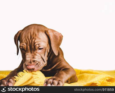 Young, charming puppy, lying on a yellow blanket. Close-up, isolated background. Studio photo. Concept of care, education, training and raising of pets. Young puppy, lying on a yellow blanket