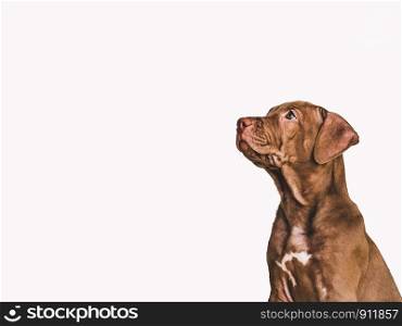 Young, charming puppy of chocolate color. Close-up, side view. White isolated background. Studio photo. Concept of care, education, obedience training and raising of pets. Young, charming puppy of chocolate color. Closeup