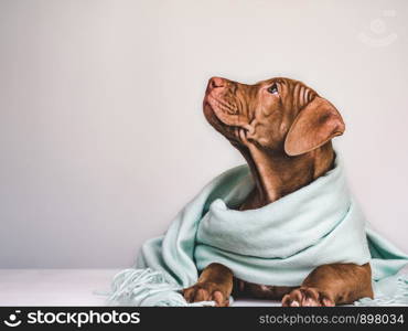 Young, charming puppy, wrapped up in a gray scarf. Close-up, isolated background. Studio photo. Concept of care, education, training and raising of pets. Young puppy, wrapped in a gray scarf