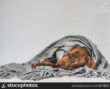 Young, charming puppy, wrapped up in a scarf. Close-up, isolated background. Studio photo. Studio photo. Concept of care, education, obedience training and raising of pets. Young charming puppy wrapped in a scarf