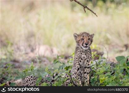Young Cheetah cub sitting in the grass in the Welgevonden game reserve, South Africa.