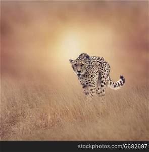 Young Cheetah walking in the grassland at sunset