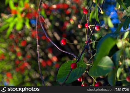 Young cherry grows on a tree