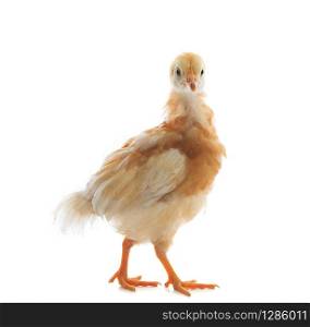 young chicken standing on white background use for livestock and animals farm topic