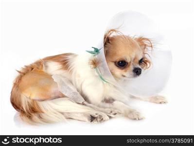 young chihuahua after an operation in studio