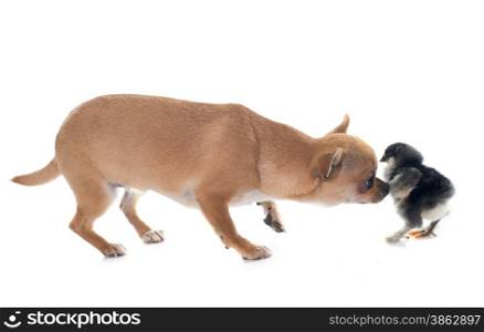 young chihuahua and chick in front of white background